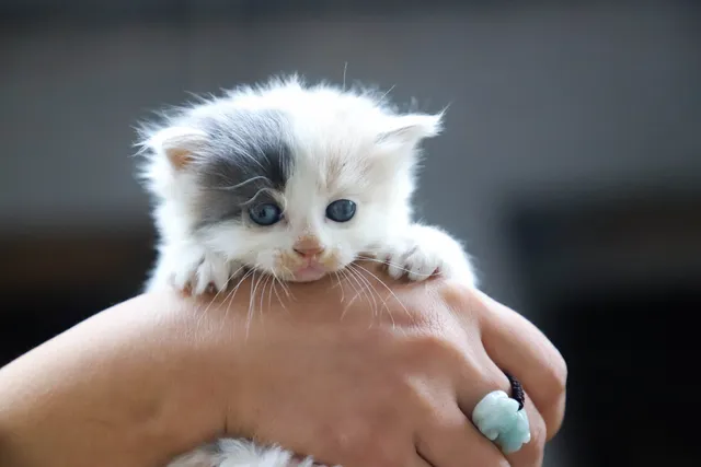 "J'ai un nouveau chaton !" Quelques conseils utiles